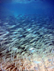 A school of red-eared herring in Shelly Bay, Bermuda in 2... by Thaddeus Murdoch 